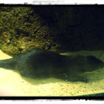 コツメカワウソ