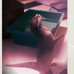 コツメカワウソ