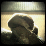 コツメカワウソ