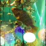 カキイカダと魚