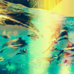 マゼランペンギン