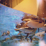 マゼランペンギン