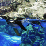 マゼランペンギン