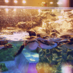 マゼランペンギン