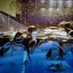 マゼランペンギン