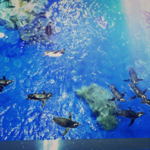 マゼランペンギン