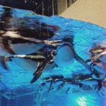 マゼランペンギン