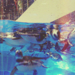 マゼランペンギン