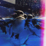 マゼランペンギン