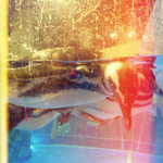 マゼランペンギン