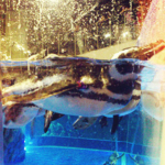 マゼランペンギン