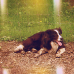 ボーダーコリー