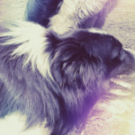 ボーダーコリー