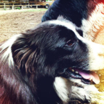 ボーダーコリー