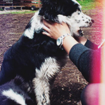 ボーダーコリー