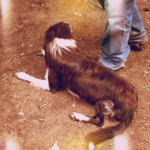 ボーダーコリー