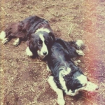 ボーダーコリー