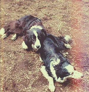 ボーダーコリー