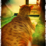 我が家の10キロコース