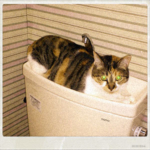 トイレのももこさん