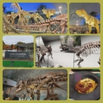 恐竜博物館